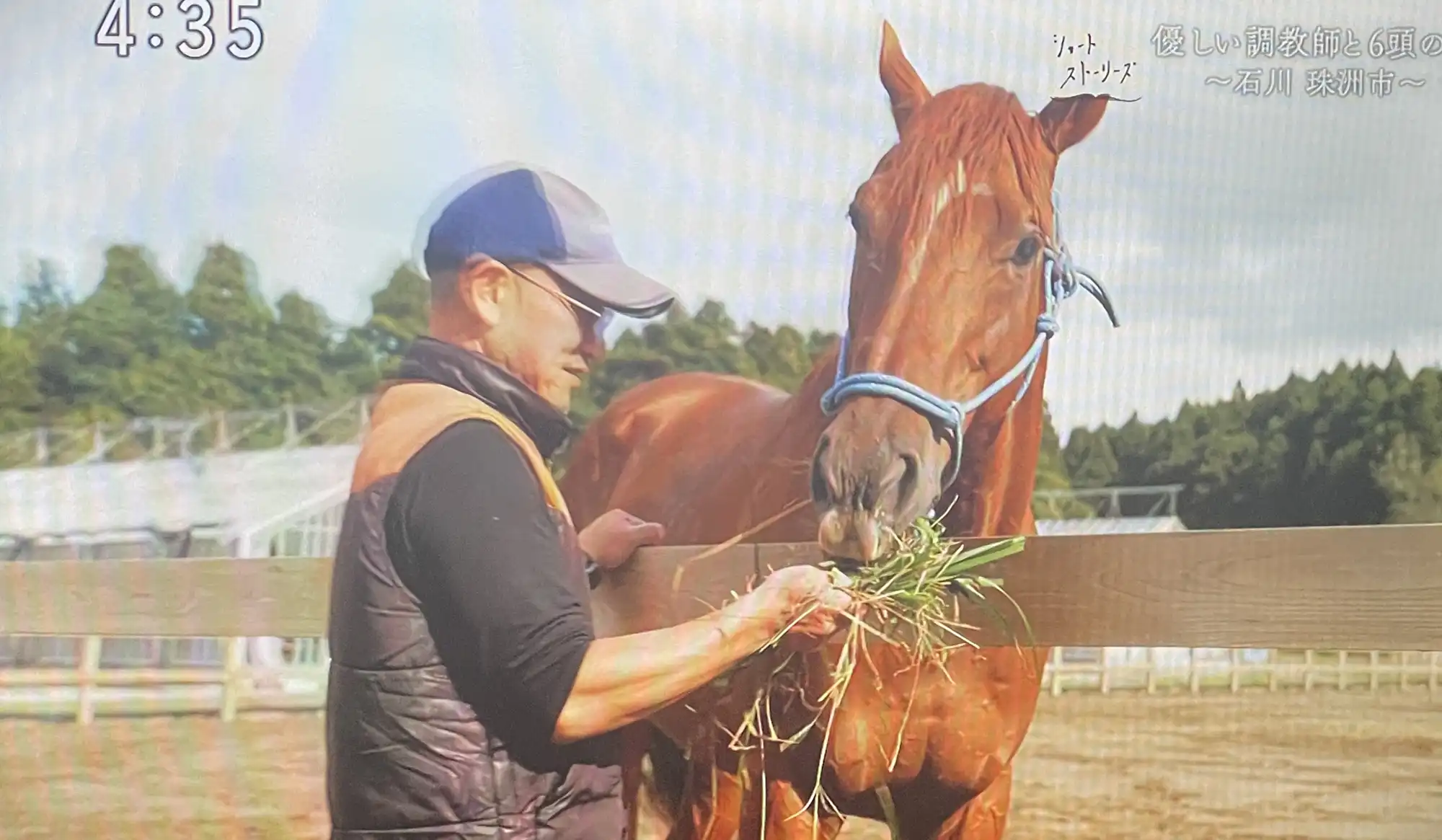 足を怪我した馬